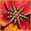 Broaches